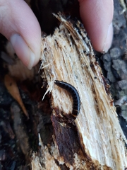 Stenagostus rhombeus