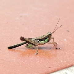 Scaria