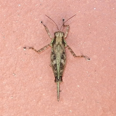 Scaria
