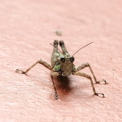Scaria