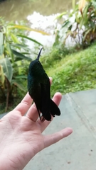 Chalybura urochrysia