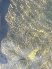 Enteromius treurensis