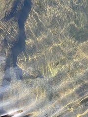 Enteromius treurensis