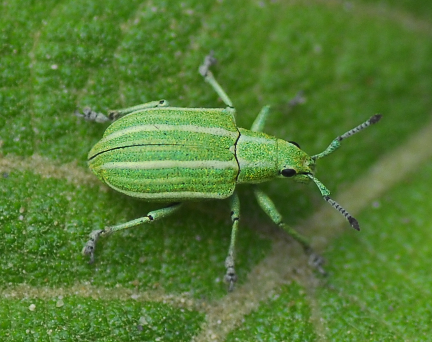 Platyomus geminus