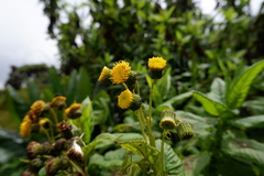 Senecio