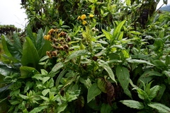 Senecio