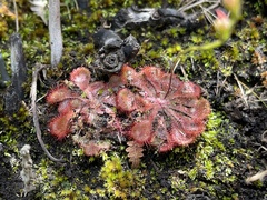 Drosera dielsiana