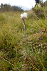 Helichrysum