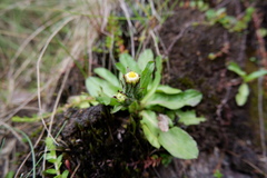 Senecio