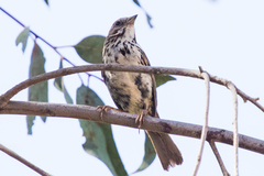 Melospiza melodia