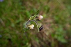 Senecio