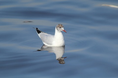 Chroicocephalus ridibundus