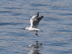 Chroicocephalus ridibundus