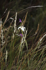 Moraea albicuspa
