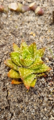 Aloe juvenna
