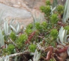 Sedum album