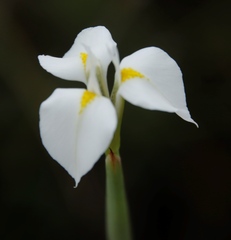 Moraea albicuspa