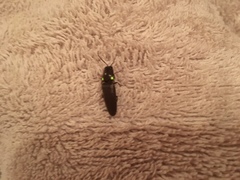 Deilelater physoderus