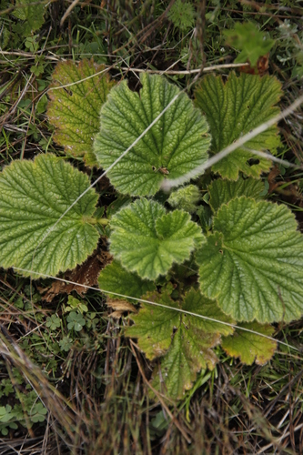 Image of Geum capense by (c) Tony Rebelo, some rights reserved (CC BY-SA)
