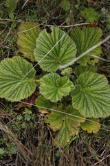 Geum capense