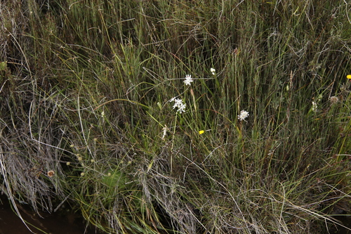 Pepper-and-salt flower (Wurmbea elatior)