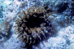 Bunodosoma granuliferum