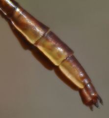 Phanogomphus cavillaris