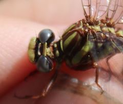 Phanogomphus cavillaris