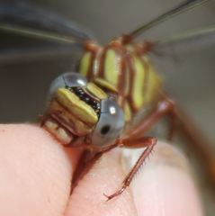 Phanogomphus cavillaris