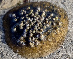 Hydrococcus brazieri