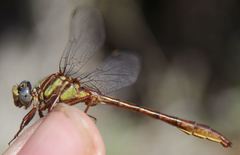 Phanogomphus cavillaris