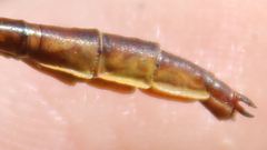 Phanogomphus cavillaris