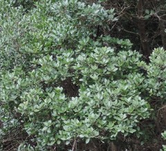 Arbutus unedo