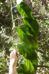 Passiflora longiracemosa