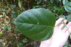 Passiflora longiracemosa
