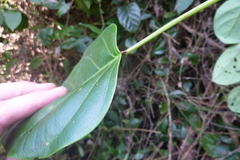 Passiflora longiracemosa