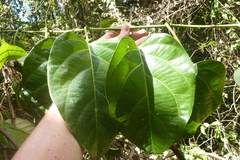 Passiflora longiracemosa