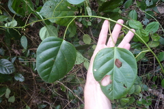 Passiflora longiracemosa