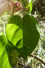 Passiflora longiracemosa
