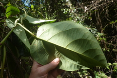 Passiflora longiracemosa