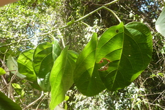 Passiflora longiracemosa