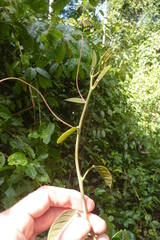 Passiflora longiracemosa