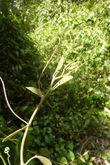 Passiflora longiracemosa