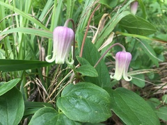 Clematis carrizoensis