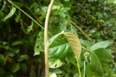 Passiflora longiracemosa
