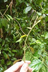 Passiflora longiracemosa