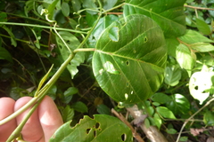 Passiflora longiracemosa