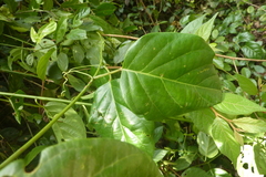 Passiflora longiracemosa