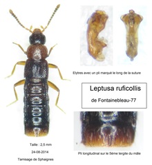 Leptusa ruficollis