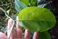 Passiflora longiracemosa